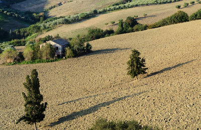 High angle view of trees growing on field