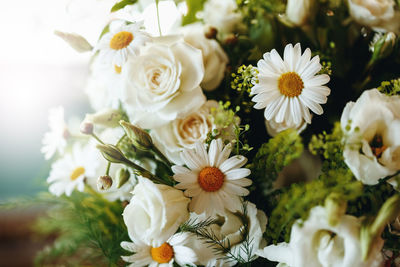 Close-up of white daisy flowers