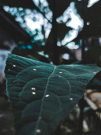 Close-up of wet leaves