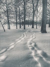 Bare trees on landscape