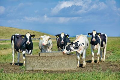 Cows on field