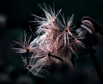 Close-up of wilted dandelion