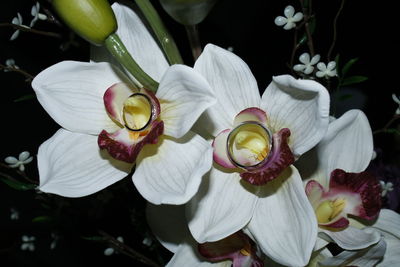 Close-up of flowers