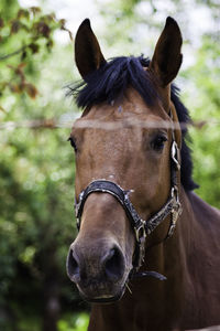 Close-up of horse