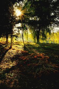 Trees on landscape against sunlight