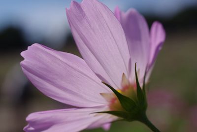 Close-up of pink flower blooming outdoors