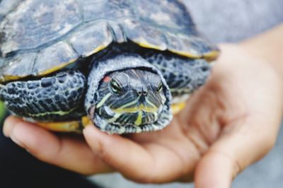 Close-up of person holding turtle 