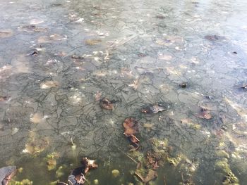 High angle view of leaves on lake