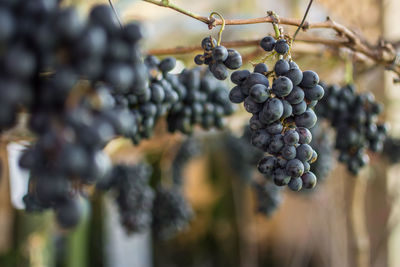Close-up of grapes growing on tree in vineyard