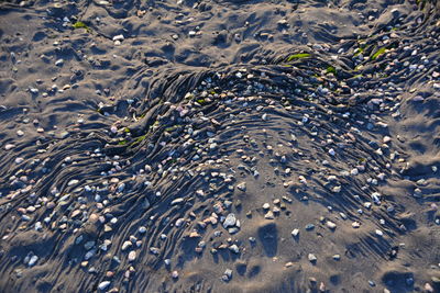 High angle view of crab on beach