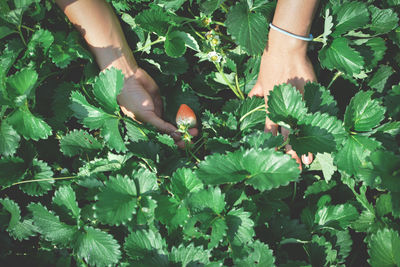 Cropped hands holding strawberry growing on plant