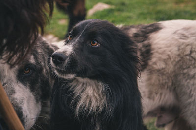 Close-up portrait of dog