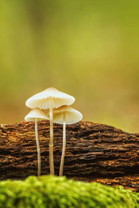 Close-up of mushroom growing on tree trunk