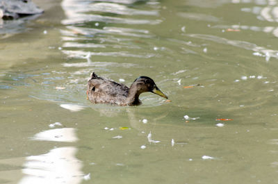 High angle view of duck swimming on lake