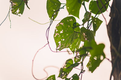 branch