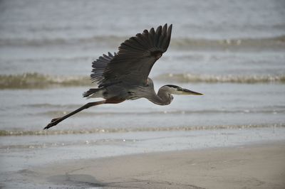 View of a bird flying over beach