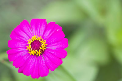 Close-up of lotus blooming outdoors