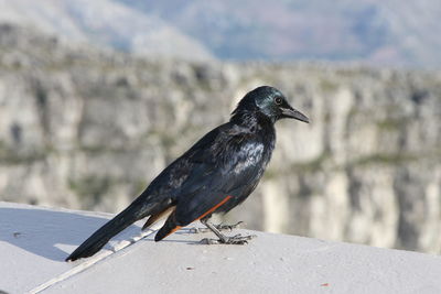 Close-up of bird perching on retaining wall