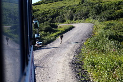 Rear view of people on road amidst trees