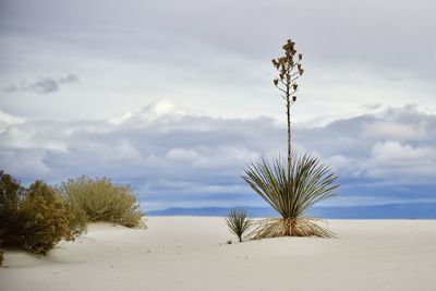 Plant growing on beach against sky