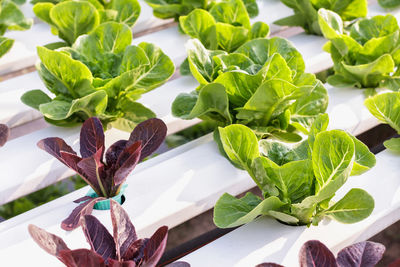 High angle view of vegetables in plate