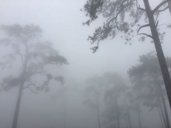 Low angle view of trees in foggy weather