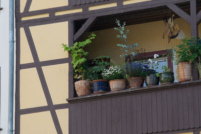 Potted plants against building