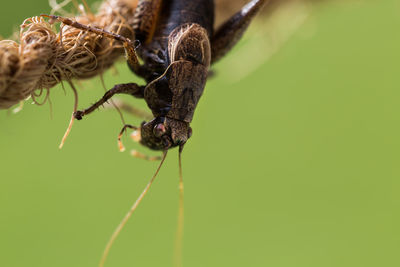 Close-up of insect on plant