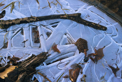 High angle view of snow on plant