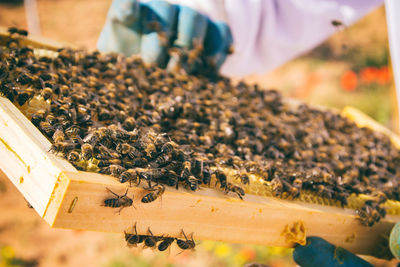 Close-up of bee on hive