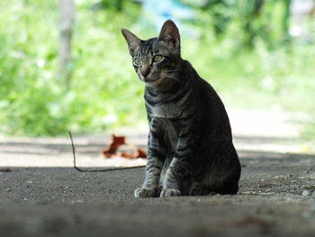 Portrait of a cat