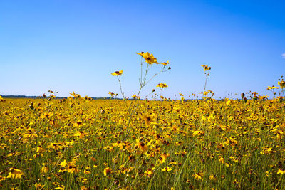 Scenic view of sunflower field against clear blue sky