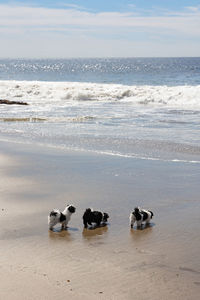 Havanese puppy playing on the beach