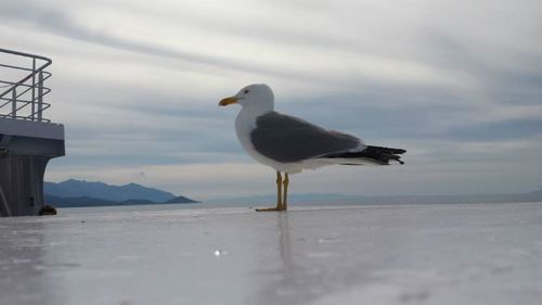 Seagull flying over sea