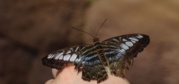 Close-up of butterfly perching on hand