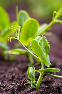 Close-up of green plant growing on field