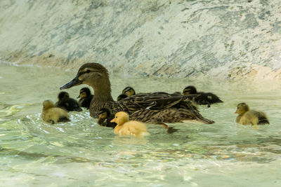 Ducks swimming in lake