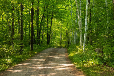 Road amidst trees in forest