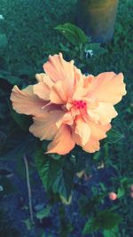 Close-up of flower blooming outdoors