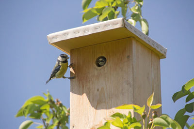 Low angle view of bird perching on birdhouse against sky