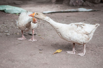 View of birds on land