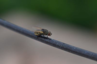 Close-up of fly on twig