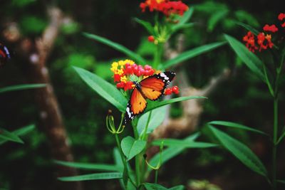 Close-up of butterfly pollinating on flower