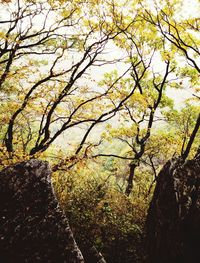 Low angle view of trees against sky