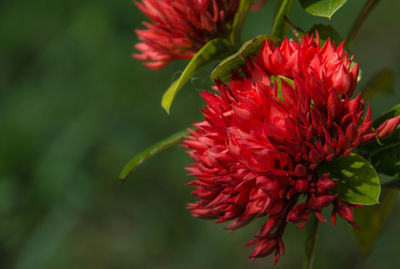 Close-up of pink rose flower