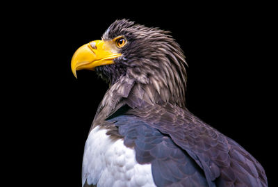 Close-up of eagle