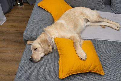 A young male golden retriever is sleeping on a couch in a home living room on yellow pillows 