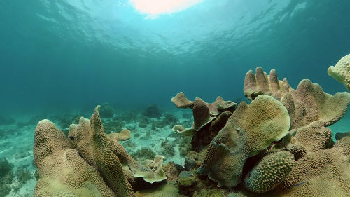 Fish swimming in sea