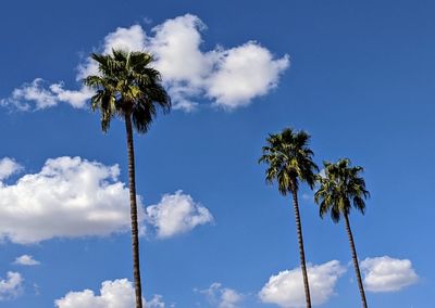 Low angle view of palm trees against sky