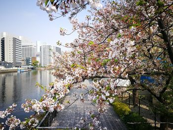 Cherry blossom by river in city